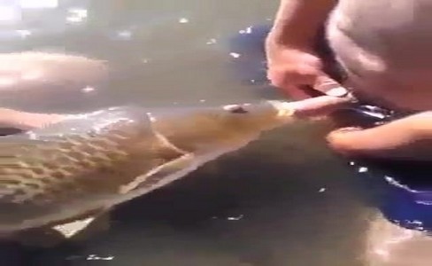 ����� �������. ��� ������� ��� ��������������