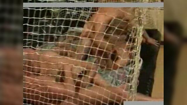 ��������� ������� ����� ����� ������ ������� � �������� ��������